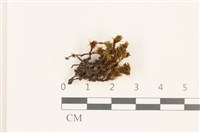 藏品(那霸短月蘚)的圖片