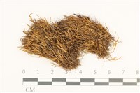 藏品(蝦蘚)的圖片