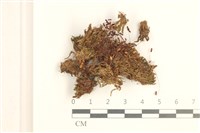 藏品(蕊形真蘚)的圖片