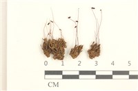 藏品(蕊形真蘚)的圖片