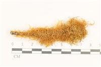 藏品(灰果蘚)的圖片