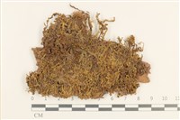 藏品(強肋蘚)的圖片