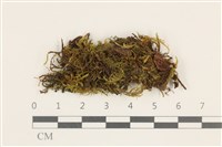 藏品(碎葉牛舌蘚)的圖片