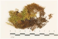 藏品(毛羽蘚)的圖片