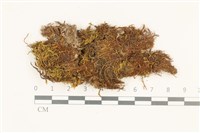 藏品(索氏叢本蘚)的圖片