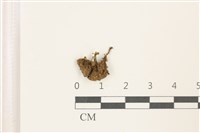 藏品(印度扭口蘚)的圖片