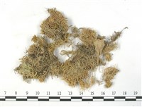 藏品(白齒泥炭蘚)的圖片