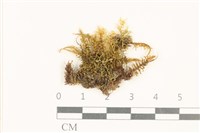 藏品(粗齒雉尾蘚)的圖片