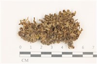 藏品(小蛇苔)的圖片