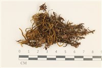 藏品(臺灣逆毛蘚)的圖片