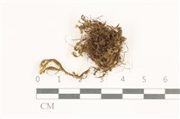 藏品(鞭苔,三裂鞭苔)的圖片