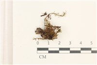 藏品(那霸短月蘚)的圖片