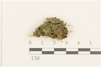 藏品(扭口蘚)的圖片