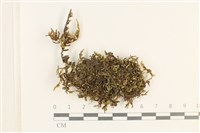 藏品(細葉櫛葉蘚, 毛葉梳蘚)的圖片