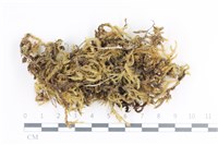 藏品(毛扭蘚)的圖片