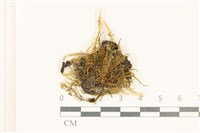 藏品(粗齒雉尾蘚)的圖片