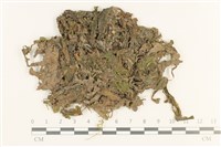 藏品(毛擬叉苔)的圖片