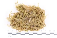 藏品(毛扭蘚)的圖片