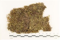 藏品(鞭苔,三裂鞭苔)的圖片