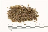 藏品(鞭苔,三裂鞭苔)的圖片