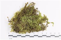 藏品(大灰氣蘚)的圖片