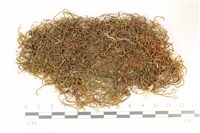 藏品(鞭苔,三裂鞭苔)的圖片