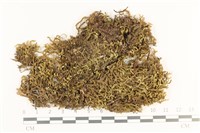 藏品(鞭苔,三裂鞭苔)的圖片