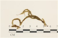 藏品(刺葉檜蘚)的圖片