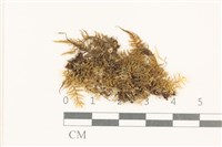 藏品(粗齒雉尾蘚)的圖片