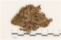 藏品(小蛇苔)的圖片