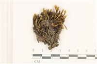 藏品(節莖曲柄蘚)的圖片