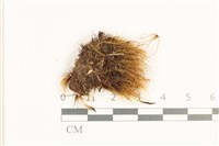 藏品(日本曲柄蘚)的圖片