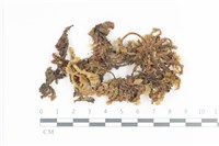 藏品(毛扭蘚)的圖片