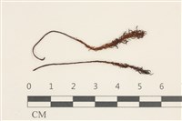 藏品(卷葉仙鶴蘚)的圖片