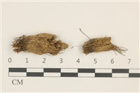 藏品(東亞昂氏蘚,東方昂氏蘚)的圖片