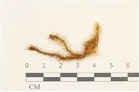 藏品(大熱澤蘚)的圖片