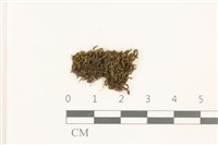 藏品(鞭苔,三裂鞭苔)的圖片