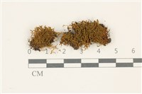 藏品(扭葉叢本蘚)的圖片