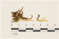 藏品(威氏青蘚)的圖片