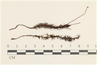 藏品(卷葉仙鶴蘚)的圖片