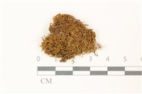 藏品(扭葉叢本蘚)的圖片