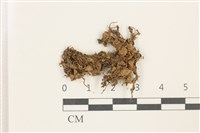 藏品(印度扭口蘚)的圖片