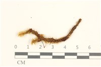 藏品(大熱澤蘚)的圖片