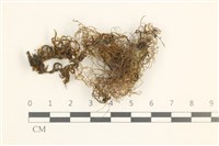 藏品(鞭枝懸蘚)的圖片