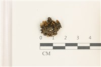 藏品(印度扭口蘚)的圖片