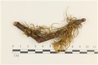 藏品(鞭枝懸蘚)的圖片