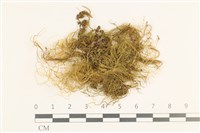 藏品(鞭枝懸蘚)的圖片