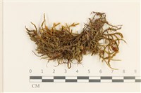 藏品(臺灣逆毛蘚)的圖片