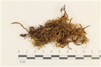 藏品(臺灣逆毛蘚)的圖片