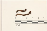 藏品(仙鶴蘚)的圖片